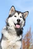 ALASKAN MALAMUTE 047